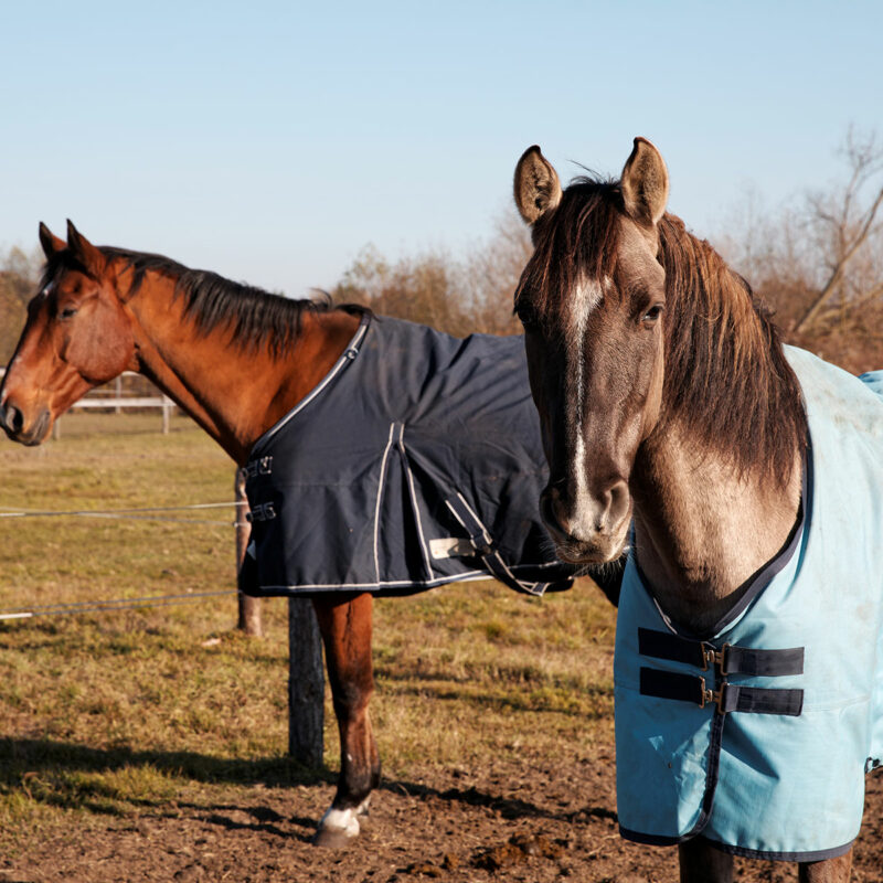 Two horses with blankets on