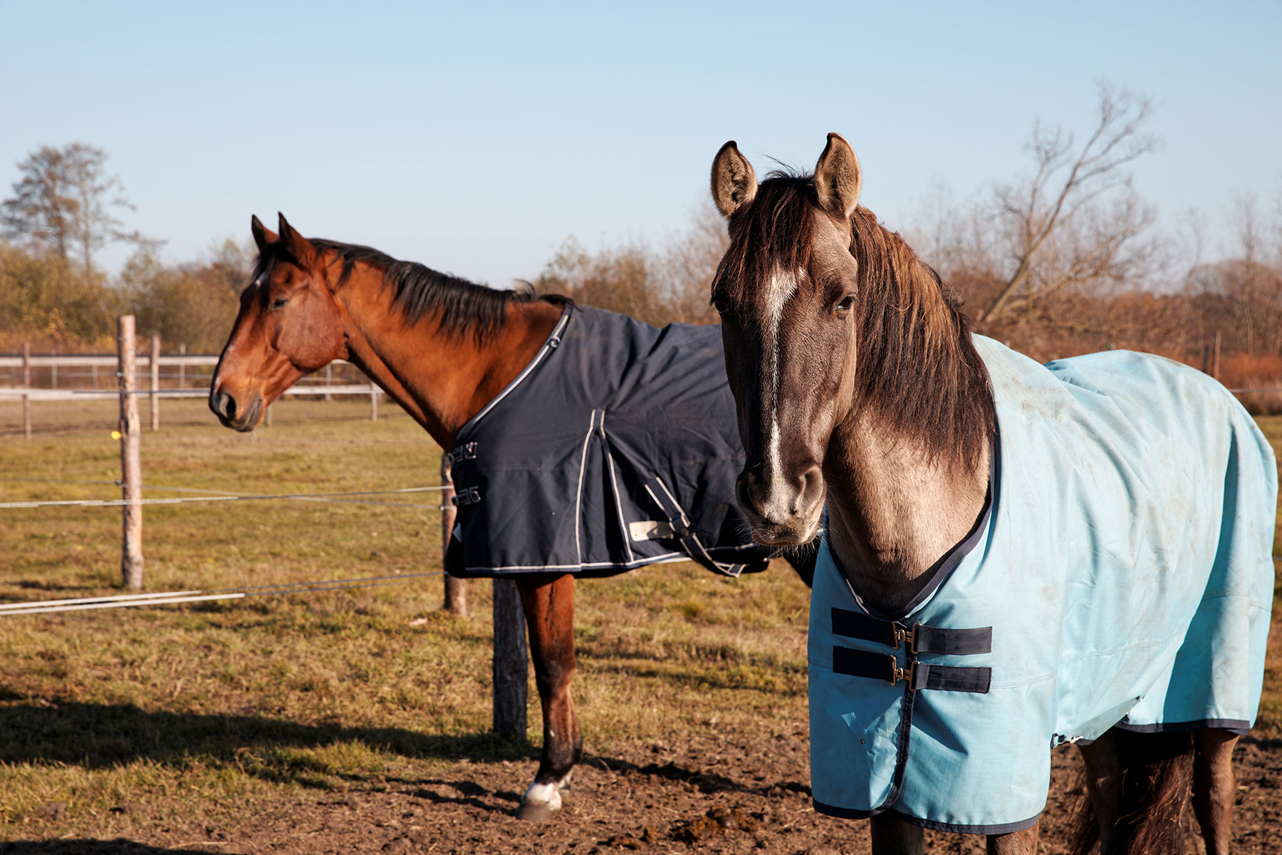 Winter Care Tips for Senior Horses