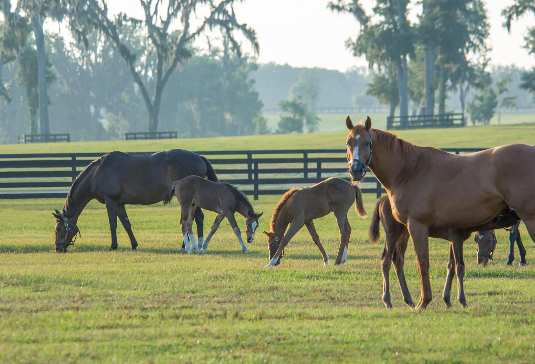 Importance of Mare Exams After Foaling