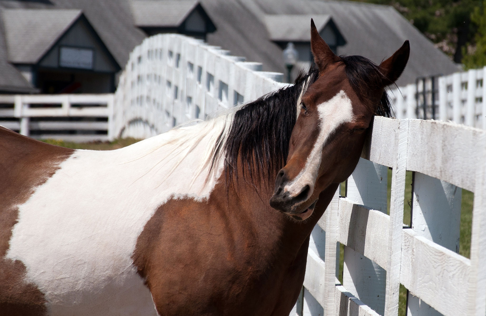 Understanding and Managing Summer Sores and Scratches in Horses