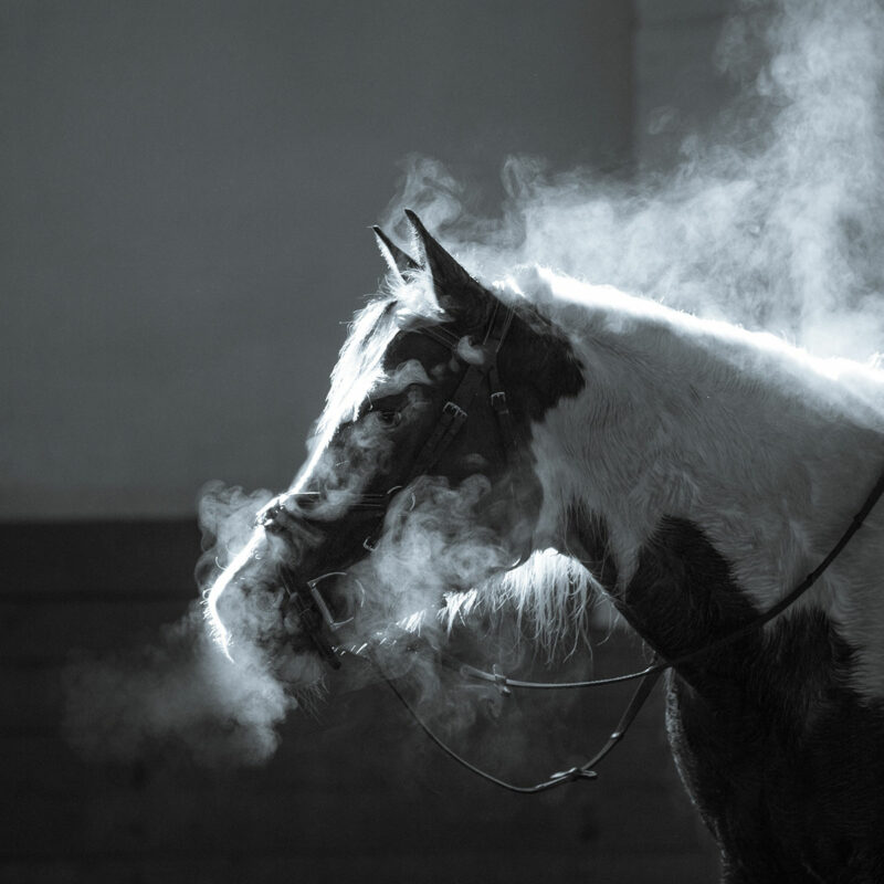 Steaming breath of a black and white horse in a dimly lit stable.