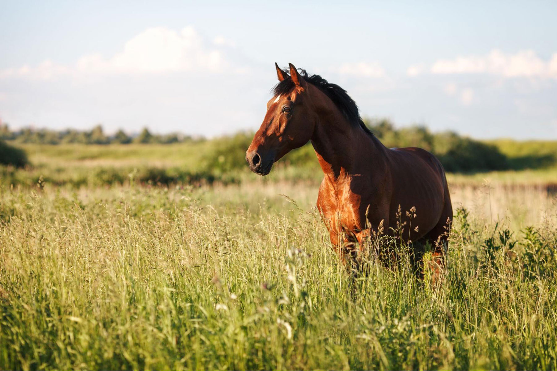 Tying Up in Horses: What is it?