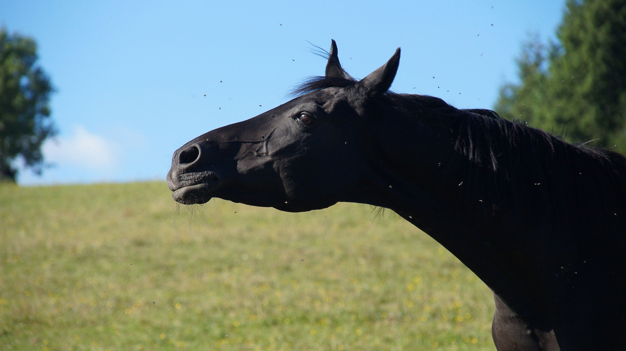 Understanding West Nile Virus in Horses: Causes, Symptoms, and Prevention