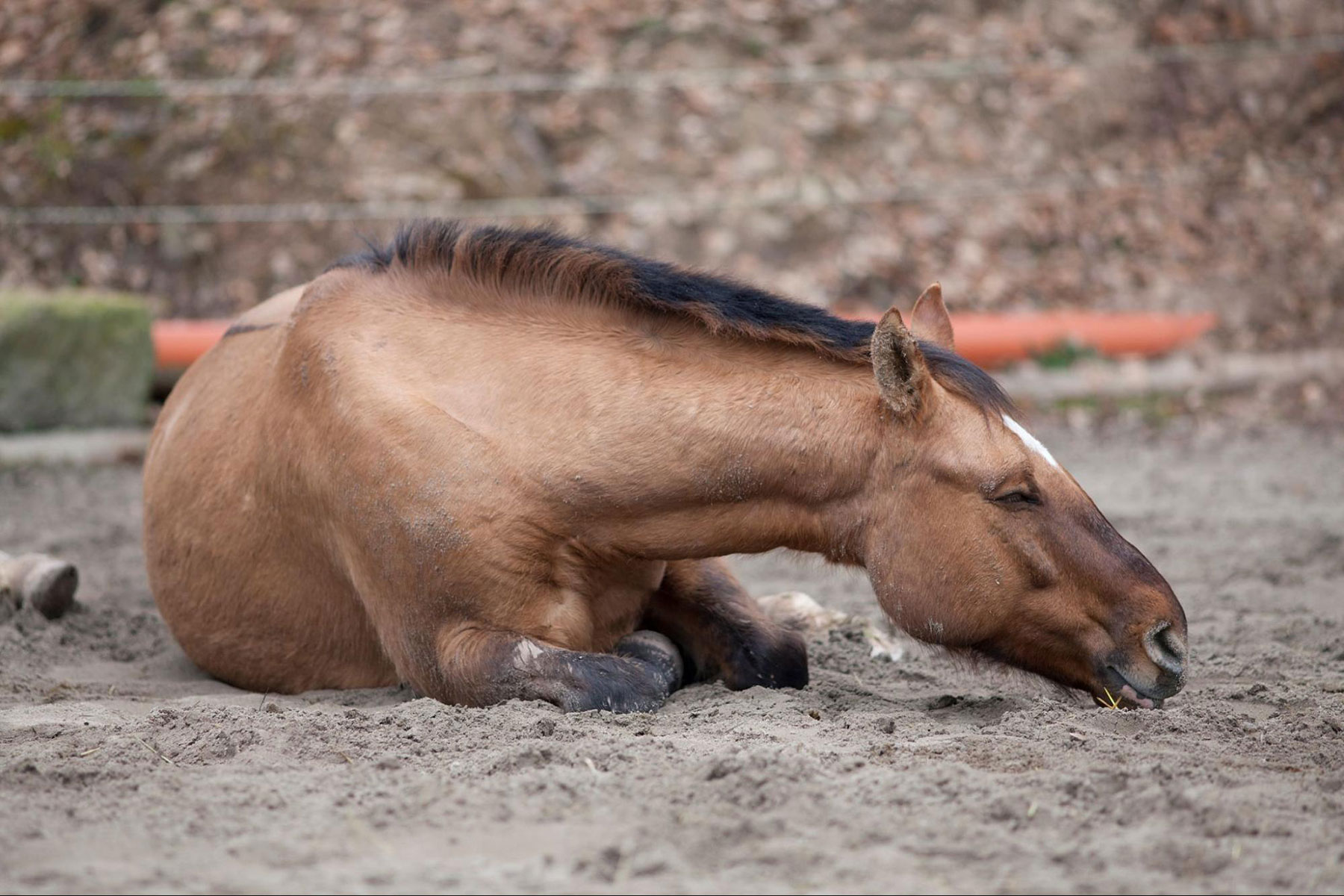 Understanding Polysaccharide Storage Myopathy (PSSM) in Horses