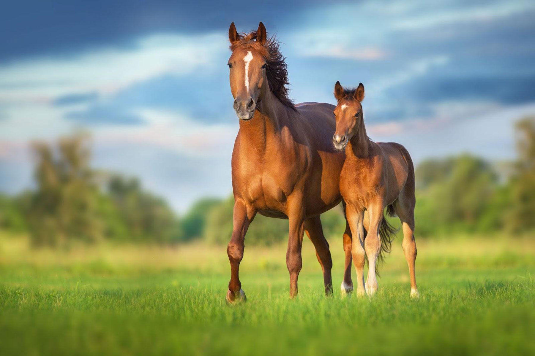 The Ultimate Guide to Foaling: What to Expect Before, During, and After Foaling