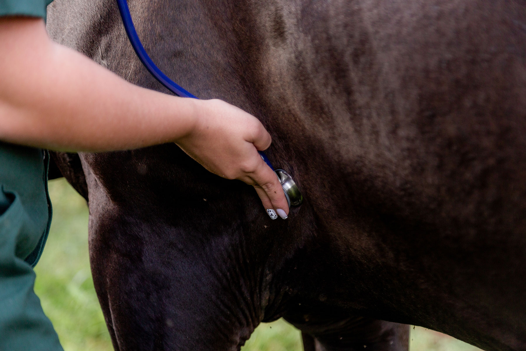 Understanding Strangles in Horses: Symptoms, Treatment, and Prevention