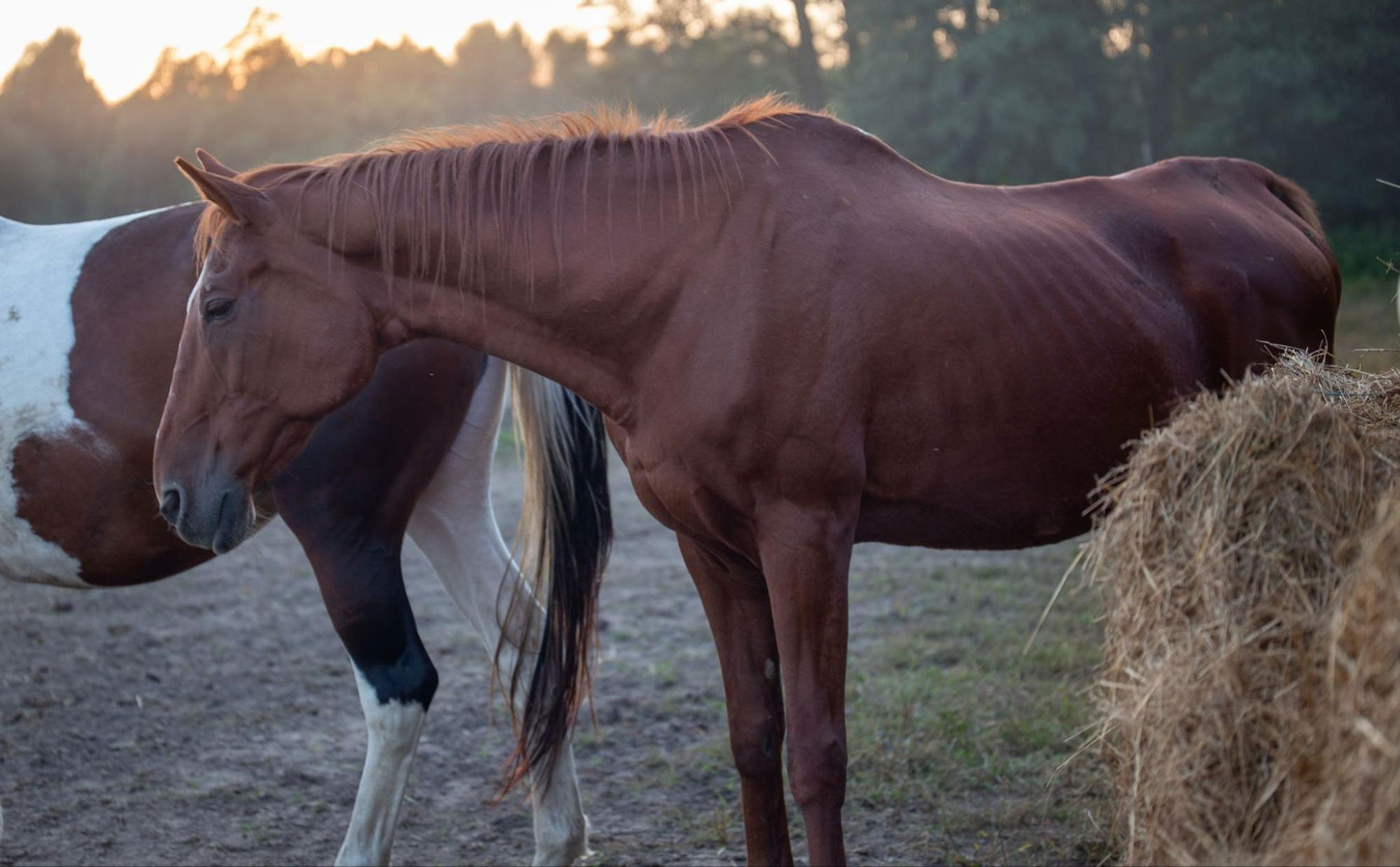 Equine Rhinopneumonitis vs Equine Influenza: What Horse Owners Need to Know