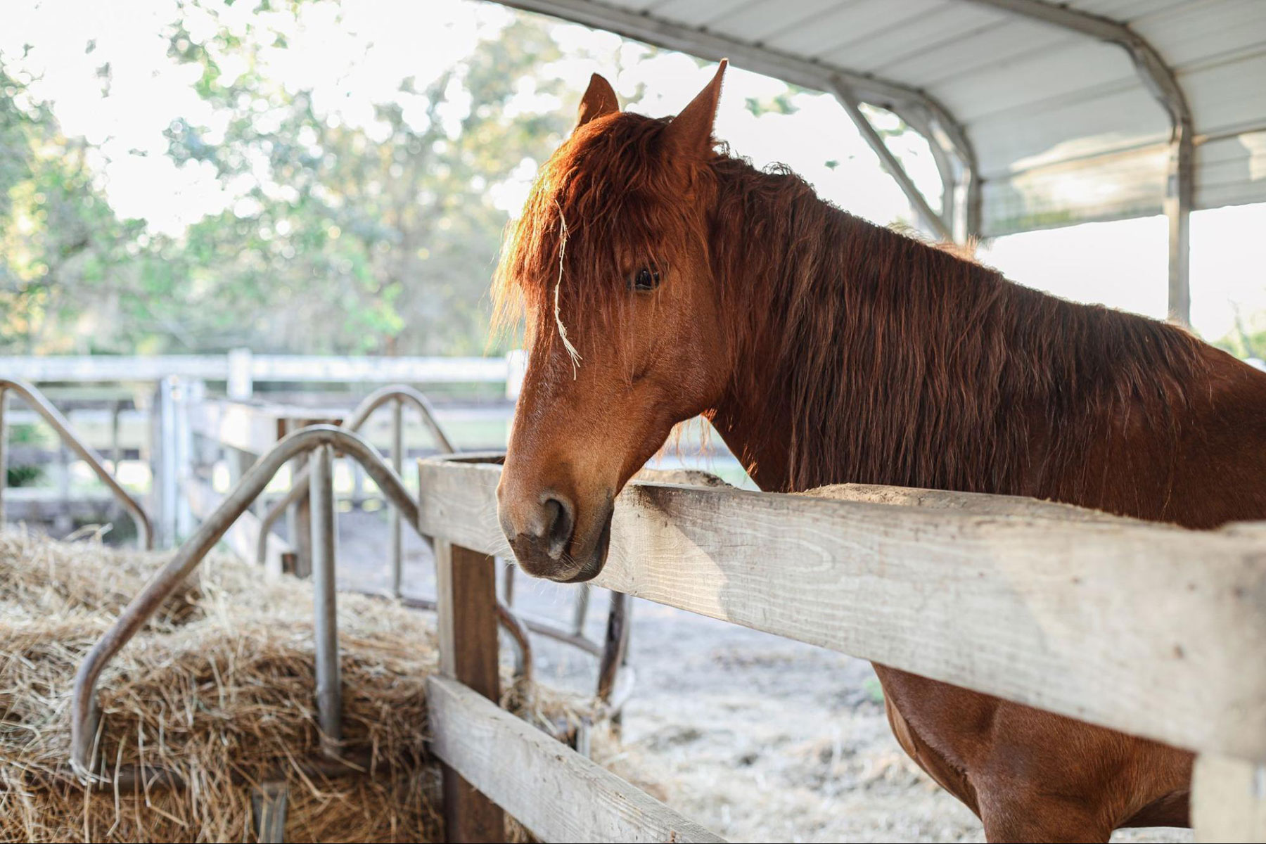 What is Equine Asthma?