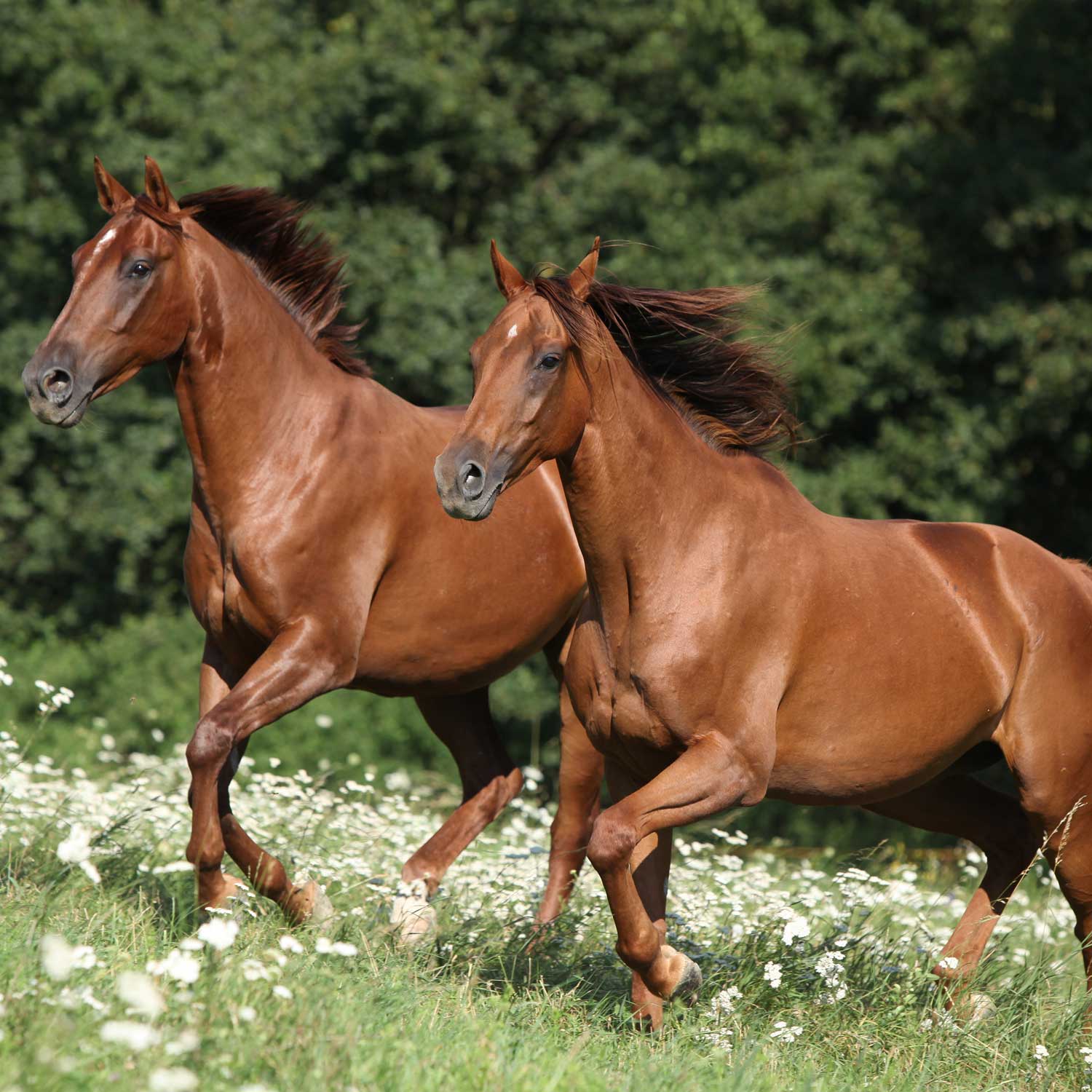 Popular Genetic Diseases in Quarter Horses and Related Breeds