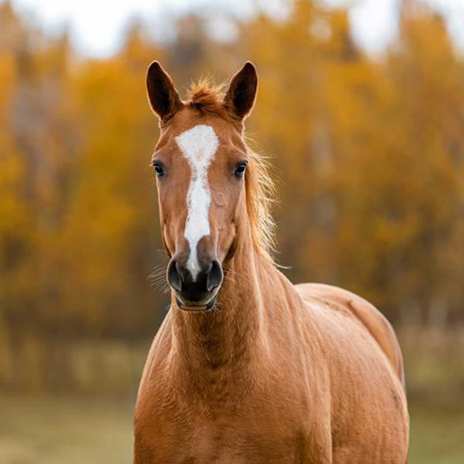 Screwworms in Horses: What Every Horse Owner Should Know