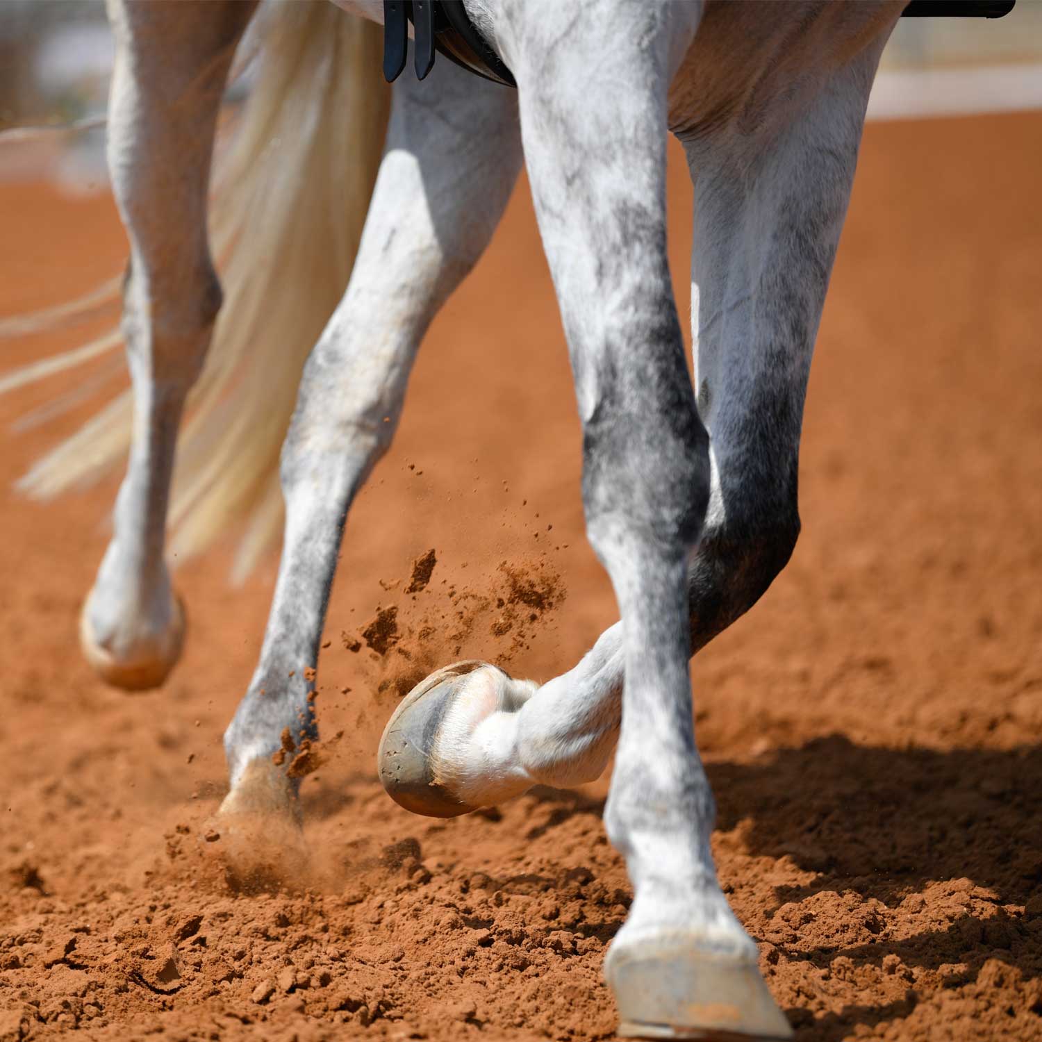It’s a Joint Effort: What We’re Putting Into Your Horse’s Joints (and Why)