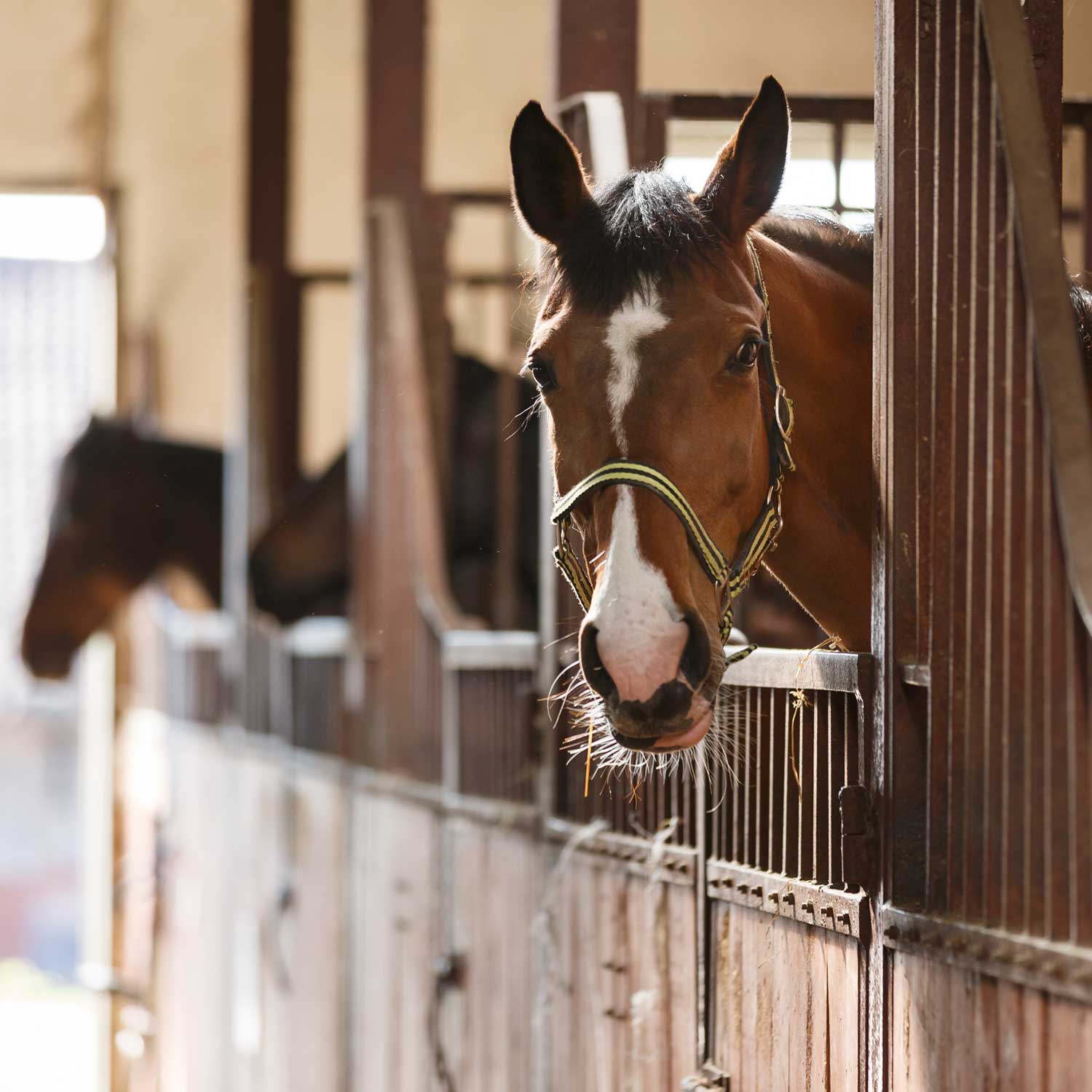 The Importance of Regular Deworming: Protecting Your Horse from Bots and Other Parasites