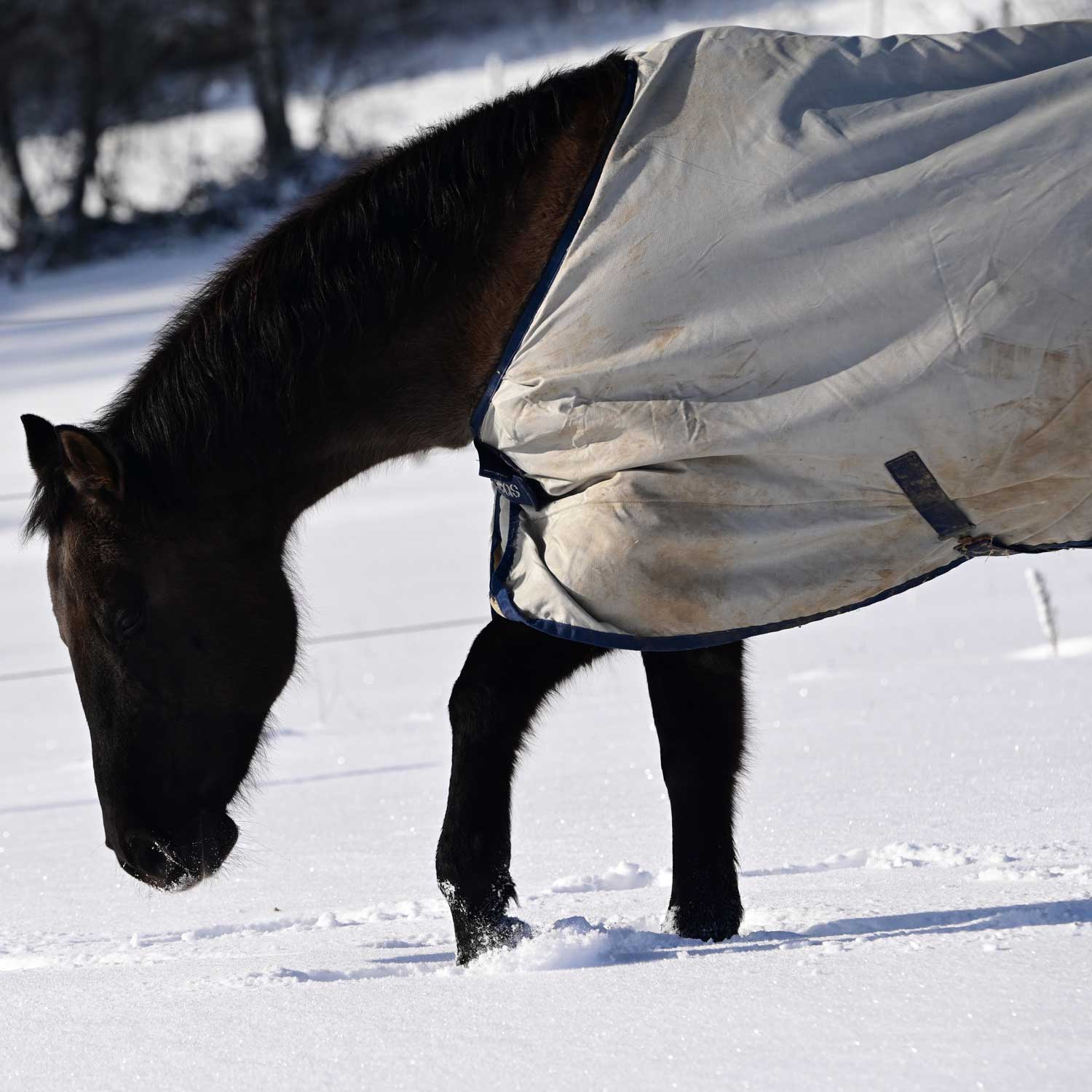 Joint Support for Older Horses in the Winter