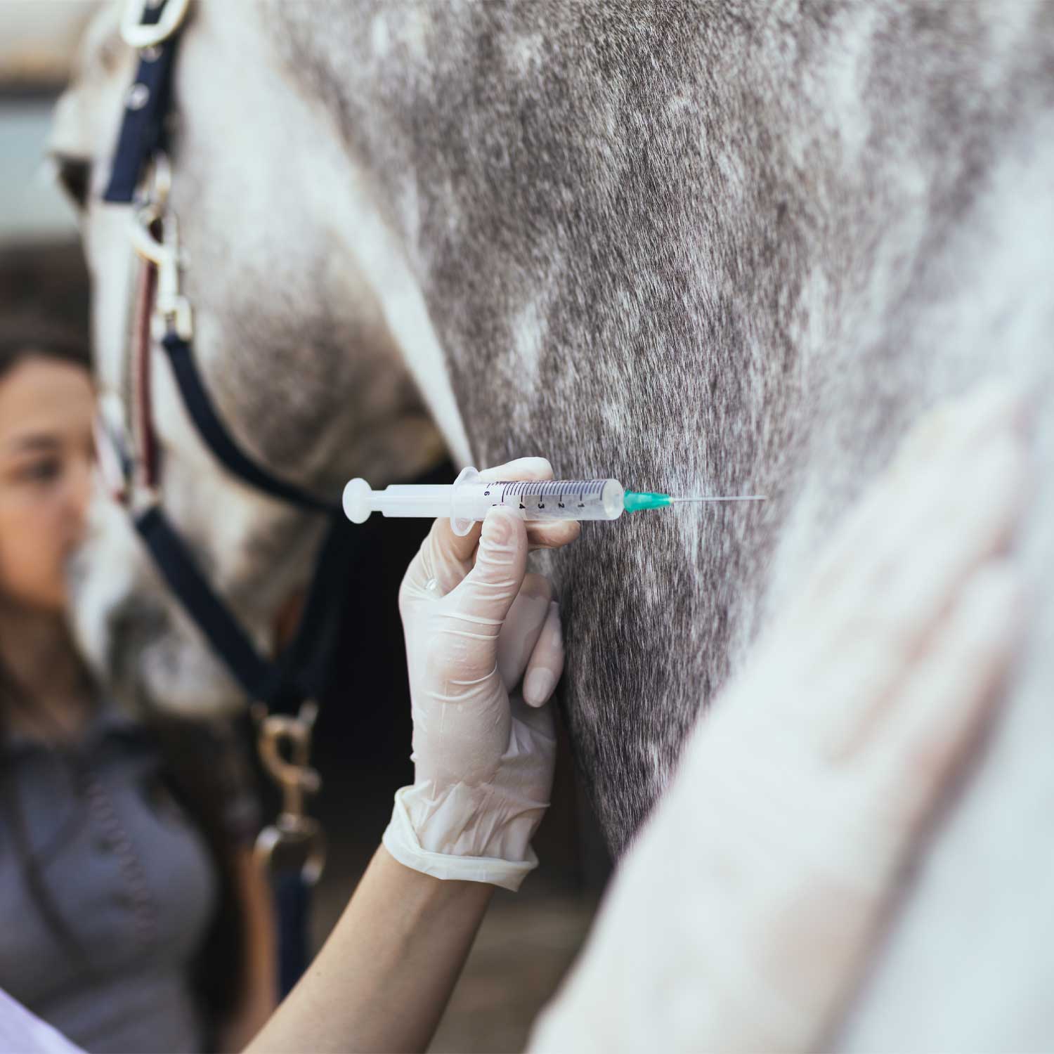 What Are the Core Vaccines for Horses?